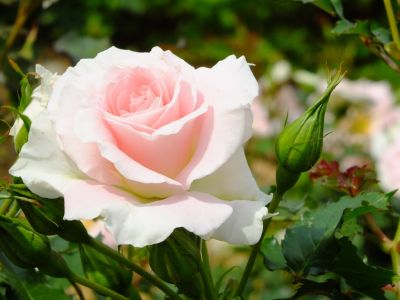 ローザ・つづきく
