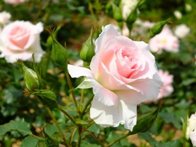 ローザ・つづきく
