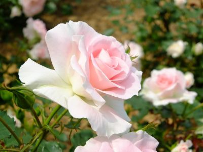 ローザ・つづきく
