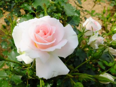 ローザ・つづきく
