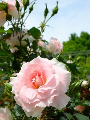 ローザ・つづきく
