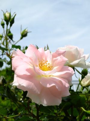 ローザ・つづきく
