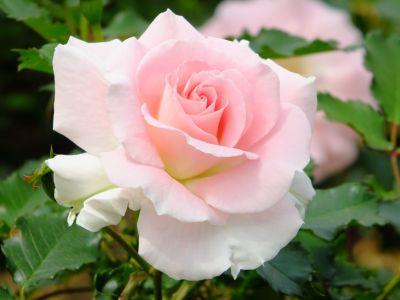 ローザ・つづきく
