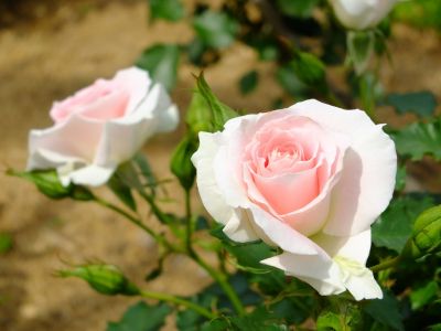 ローザ・つづきく
