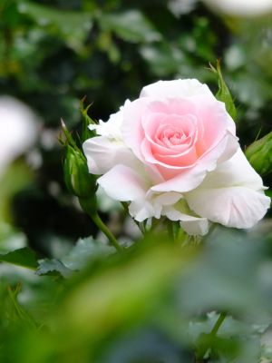 ローザ・つづきく
