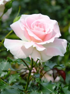 ローザ・つづきく
