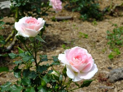 都筑中央公園（ローザ・つづきく）
