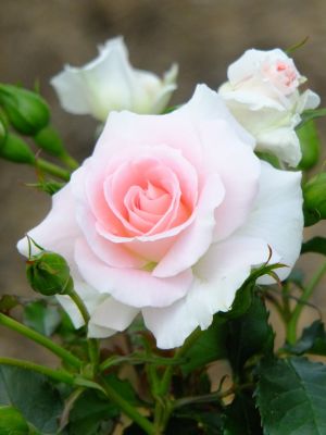 ローザ・つづきく
