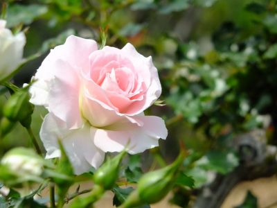 ローザ・つづきく
