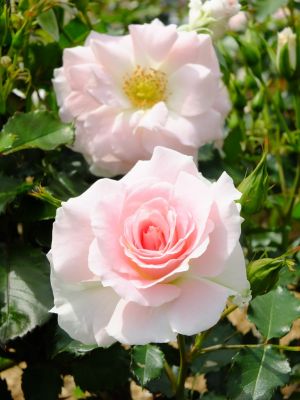 ローザ・つづきく
