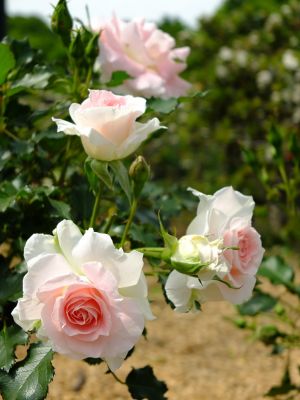 ローザ・つづきく
