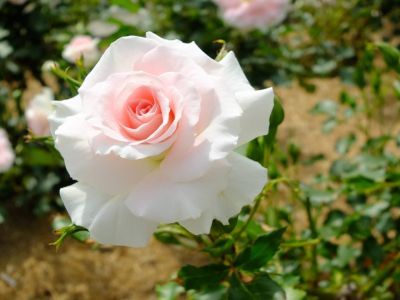 ローザ・つづきく
