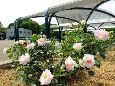 ローザ・つづきく
