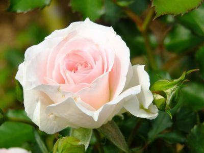 ローザ・つづきく
