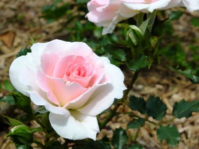 都筑中央公園（ローザ・つづきく）
