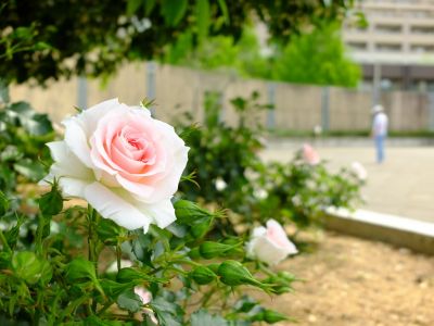 ローザ・つづきく
