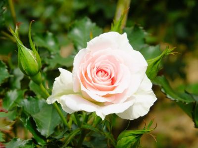 ローザ・つづきく
