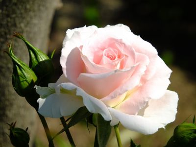 rose0044.jpg