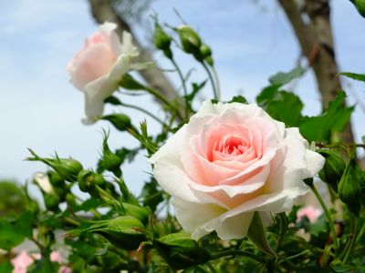 ローザ・つづきく
