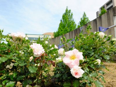 ローザ・つづきく
