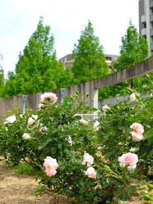 ローザ・つづきく
