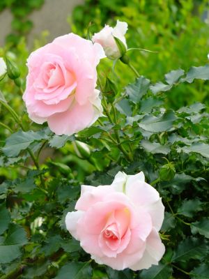 ローザ・つづきく
