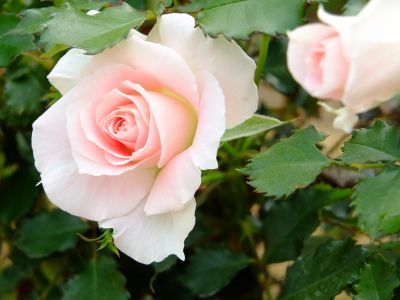 ローザ・つづきく
