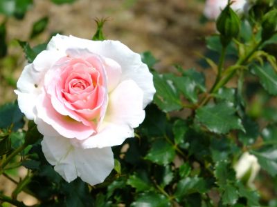 都筑中央公園（ローザ・つづきく）
