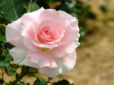 ローザ・つづきく
