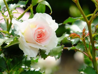 ローザ・つづきく
