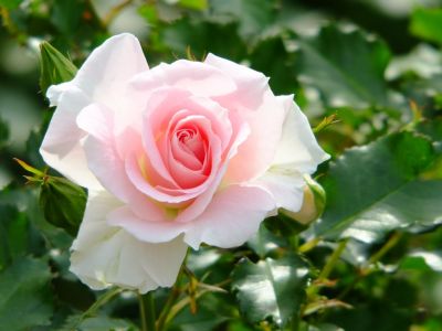 ローザ・つづきく
