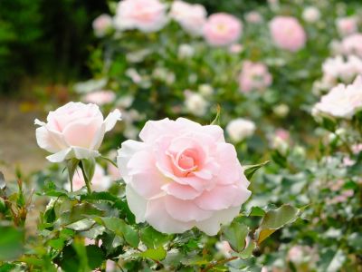 ローザ・つづきく
