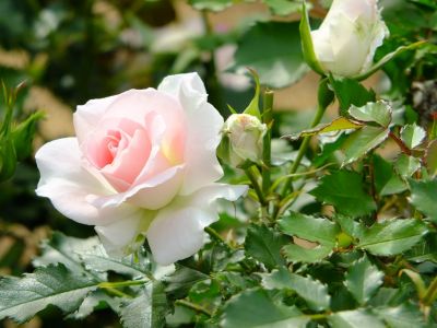 ローザ・つづきく
