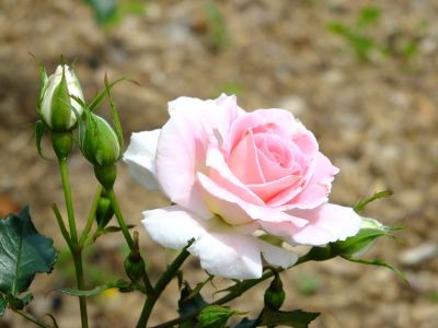 都筑中央公園（ローザ・つづきく）
