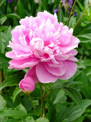 荏田近隣センター（芍薬）
