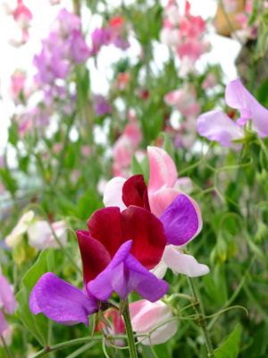 荏田近隣センター
