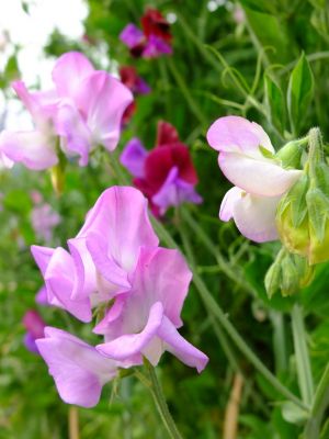 荏田近隣センター
