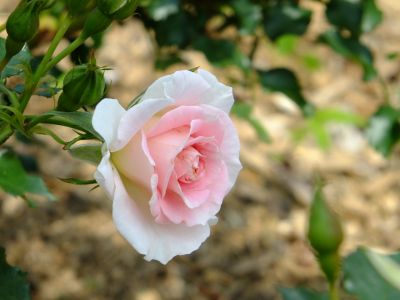 都筑中央公園（ローザ・つづきく）
