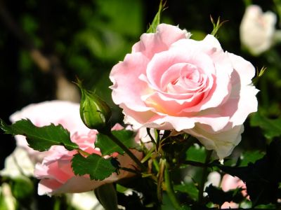 rose0075.jpg