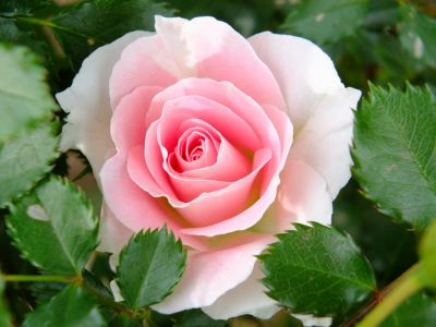 荏田近隣センター
