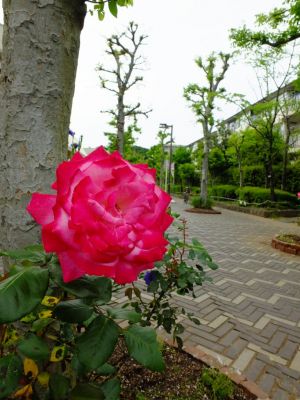 荏田近隣センター
