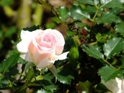 都筑中央公園（ローザ・つづきく）
