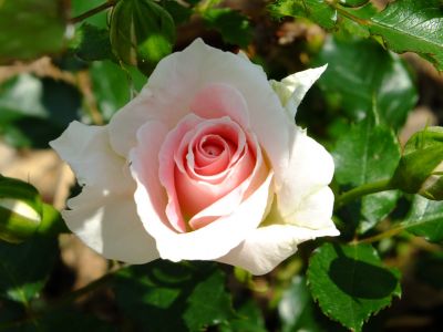 都筑中央公園（ローザ・つづきく）
