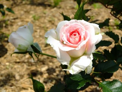 都筑中央公園（ローザ・つづきく）
