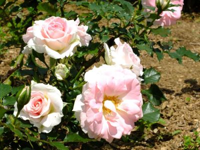 都筑中央公園（ローザ・つづきく）
