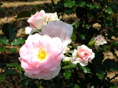 都筑中央公園（ローザ・つづきく）
