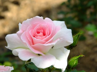 都筑中央公園（ローザ・つづきく）
