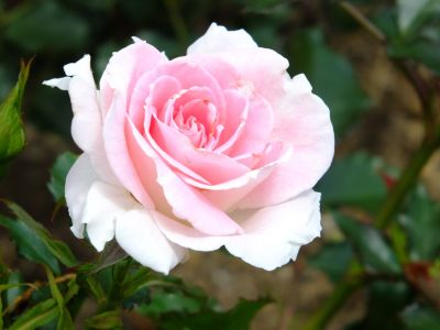 都筑中央公園（ローザ・つづきく）
