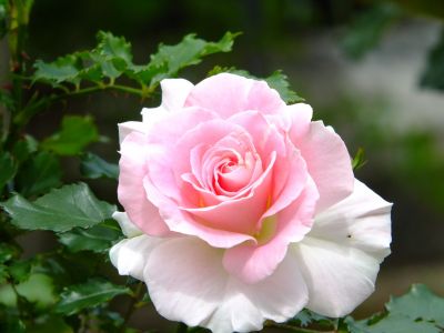 都筑中央公園（ローザ・つづきく）
