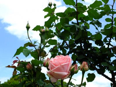 都筑中央公園（はまみらい）
